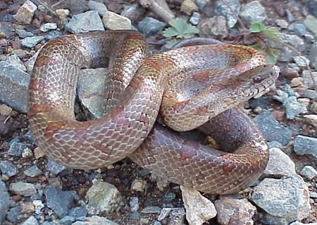 Mole%20Kingsnake.jpg