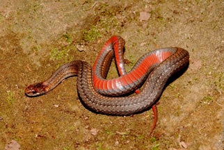 Northern%20Red-bellied%20Snake.jpg