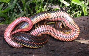 Rainbow%20Snake.jpg