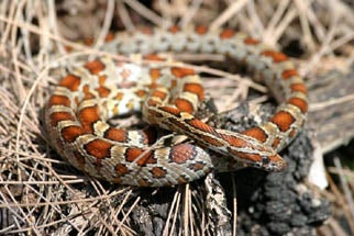 Red%20Cornsnake.jpg