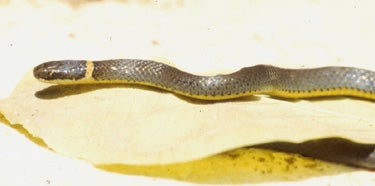 Ringneck%20Snake.jpg