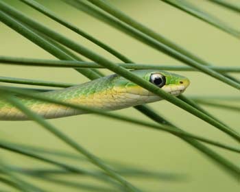 smooth green snake vs rough green snake