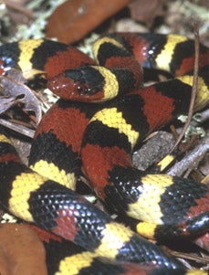 Scarlet%20Kingsnake.jpg