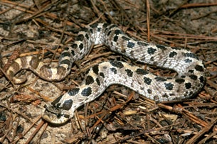 southern hognose snake range