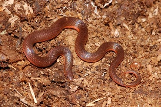 Eastern worm snake: worm or snake?