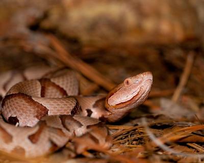 copperhead