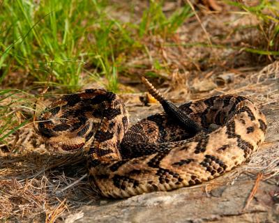 timber rattlesnake