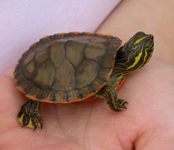 Alabama%20Red-bellied%20Turtle.jpg