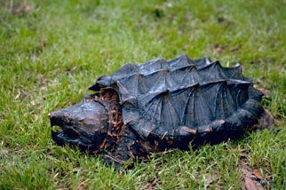 Baby Turtles Are on the Move in Arlington