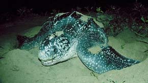 Atlantic%20Leatherback.jpg