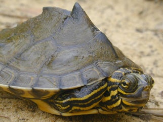 Barbour's%20Map%20Turtle.jpg