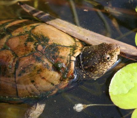 Eastern%20Mud%20Turtle.jpg