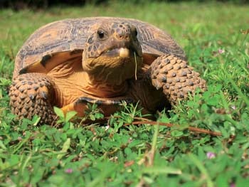 Gopher%20Tortoise%203.jpg