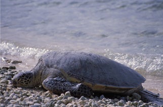 Green%20Sea%20Turtle.jpg