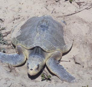 Kemp'sRidleySeaTurtle.jpg