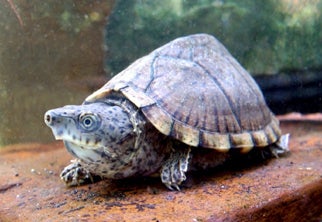 Razor-backed%20Musk%20Turtle.jpg