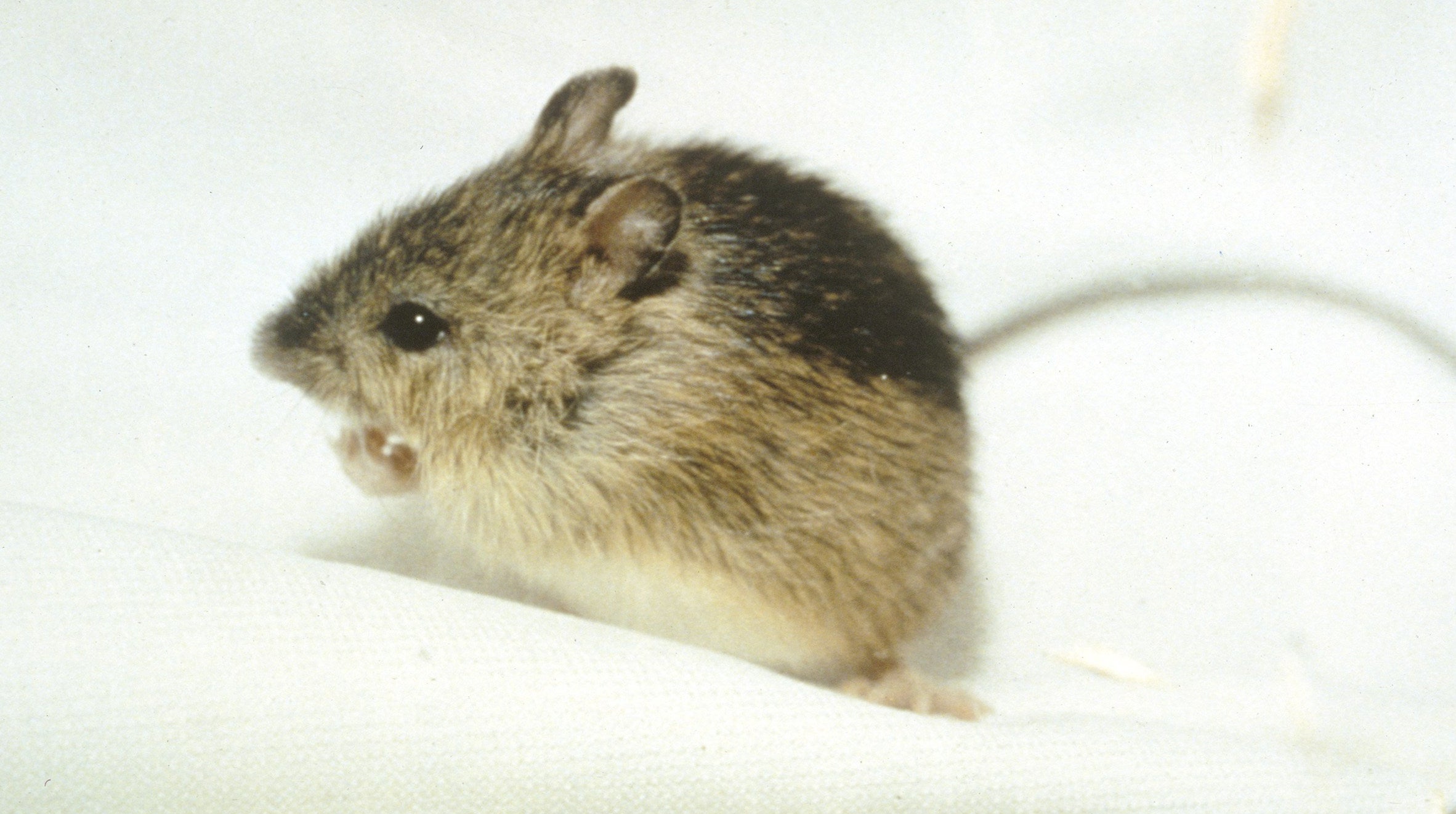 Woodland jumping online mouse