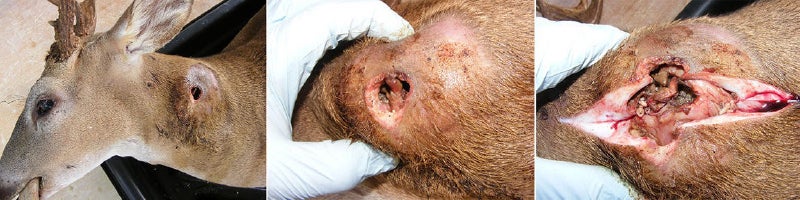 A New World Screwworm (NWS) lesion on a Key deer in Florida during the 2017 outbreak. Photo by FWC-FWRI-Fish and Wildlife Health