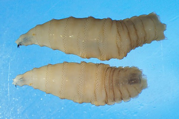 Photo of a New World Screwworm larvae