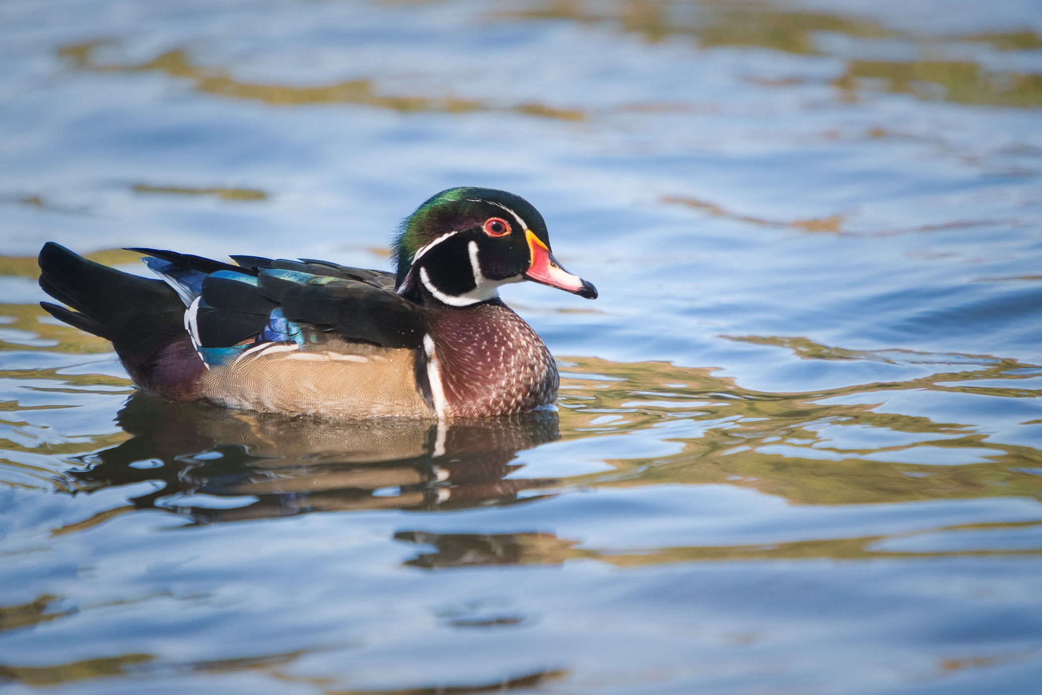 Fins, Feathers and Flowers attendees are likely to see a wide variety shorebirds and waterfowl including resident wood ducks. 