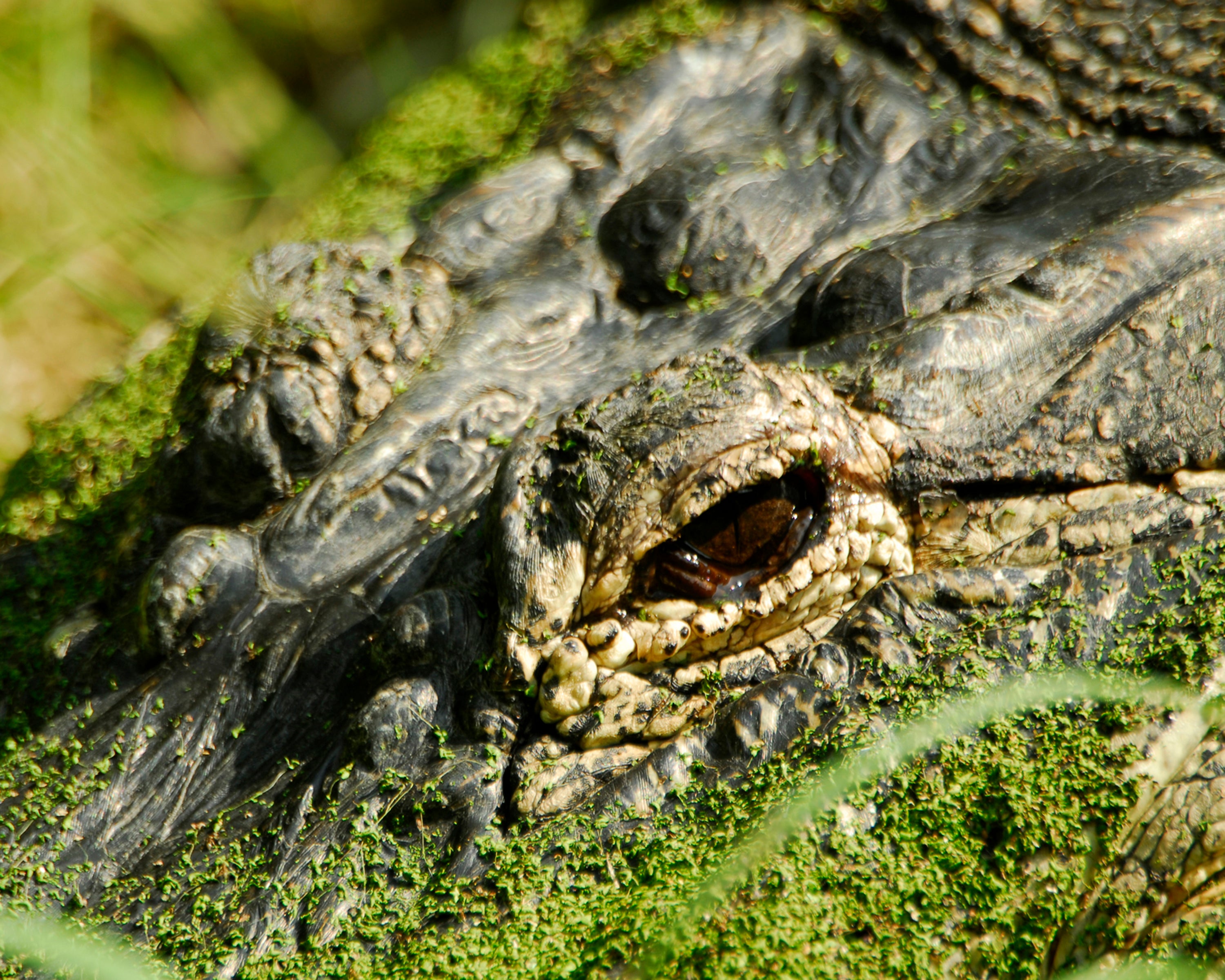 Alligator Hunt Registration Open Now