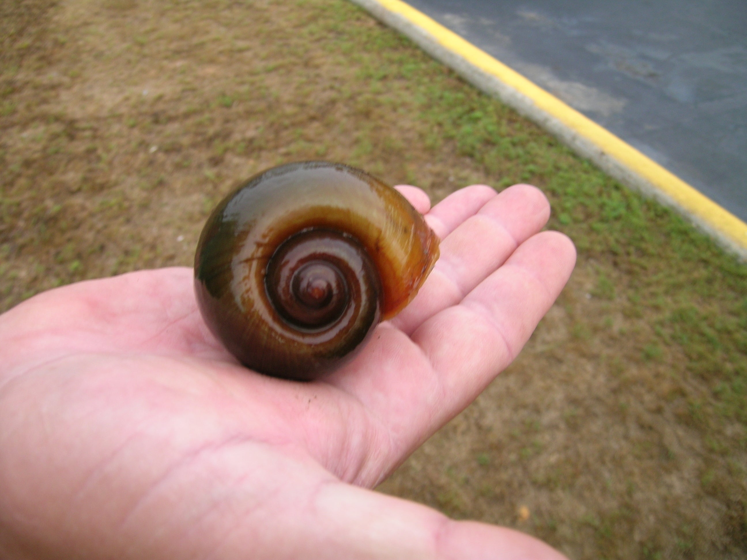 When a non-native species like the Island Applesnail is introduced into an ecosystem, the results are often unpredictable.
