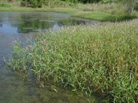 Smartweed%20-%20Swamp%201.jpg