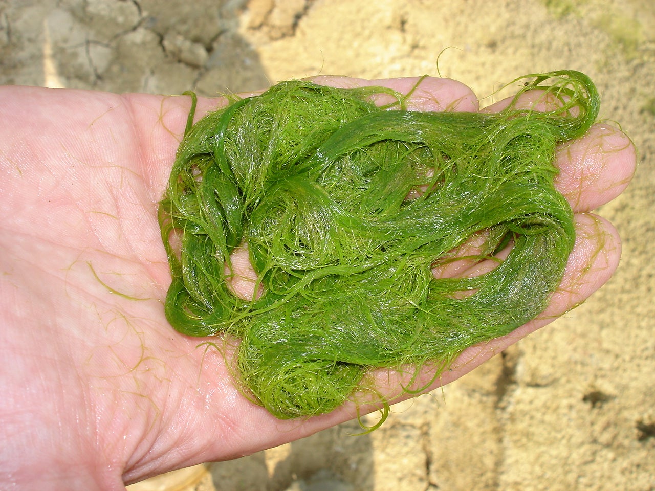 Silk Algae
