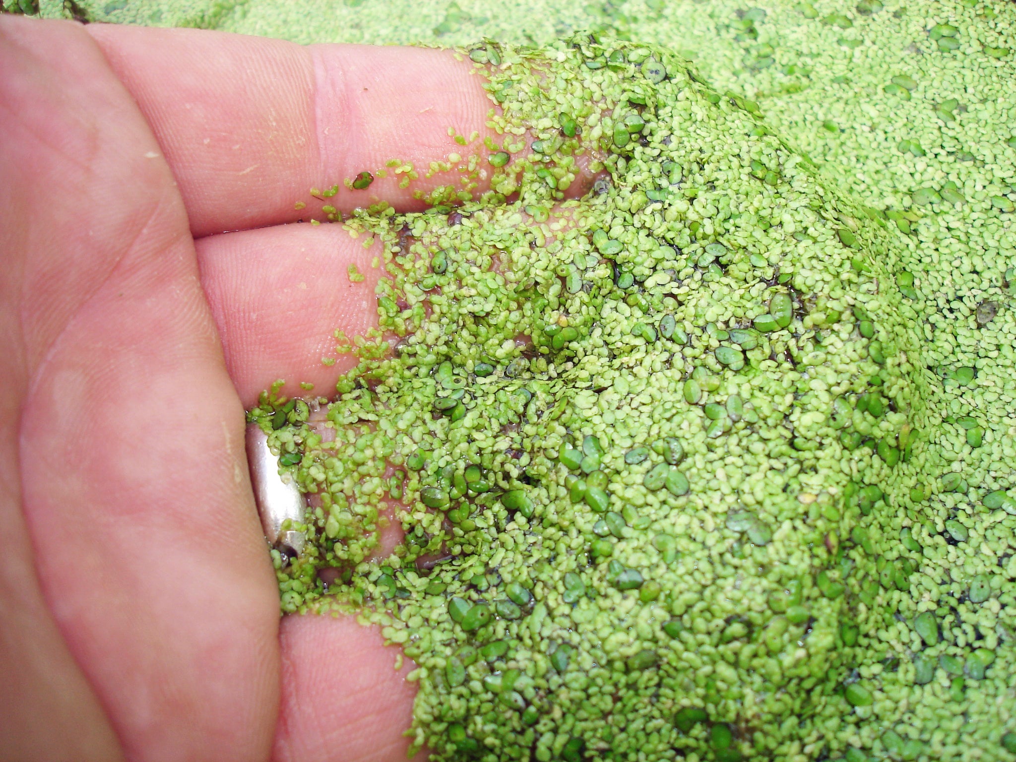 Duckweed%201.jpg