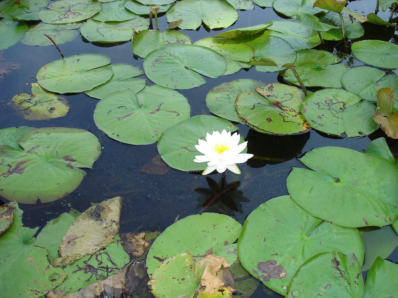 Fragrant%20Water%20Lily%201.JPG