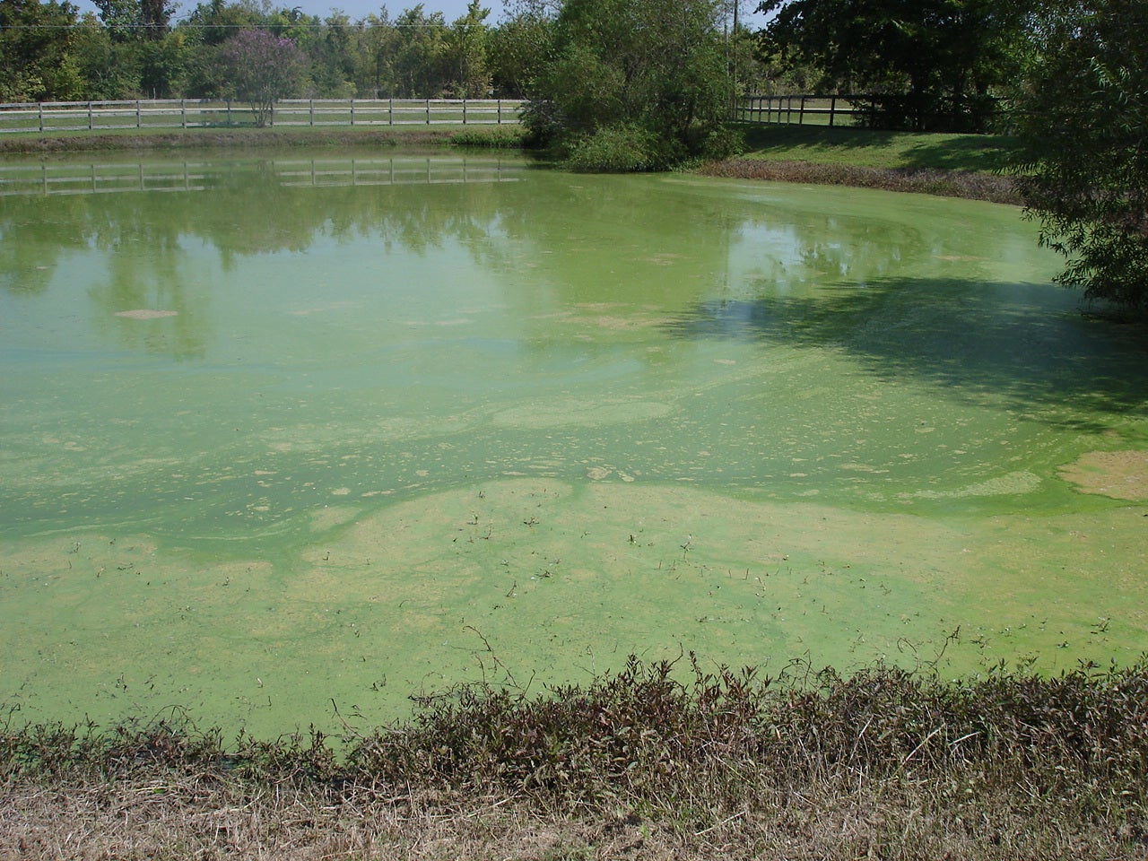 Blue-Green Algae