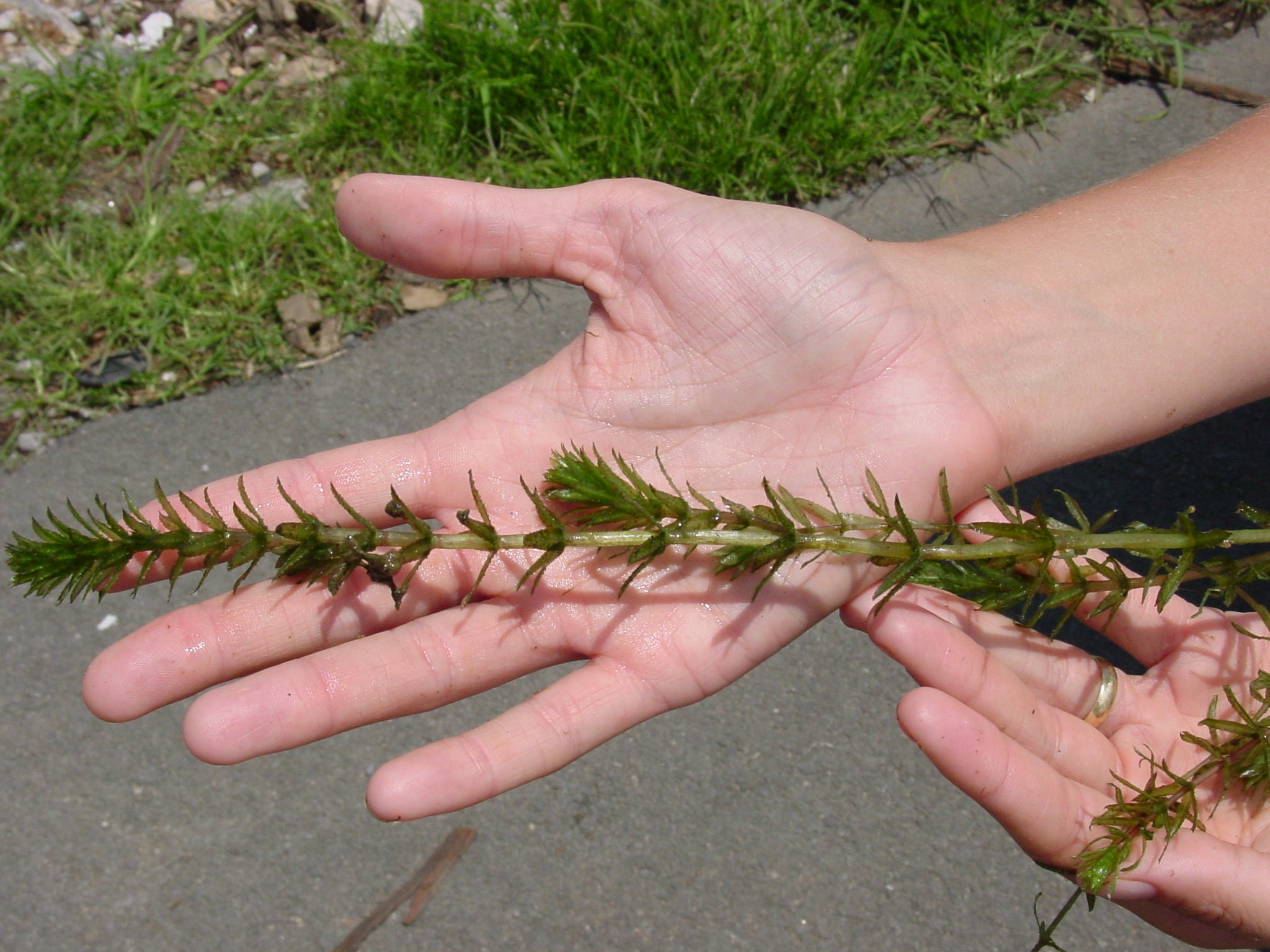 Hydrilla%201%20and%202.jpg