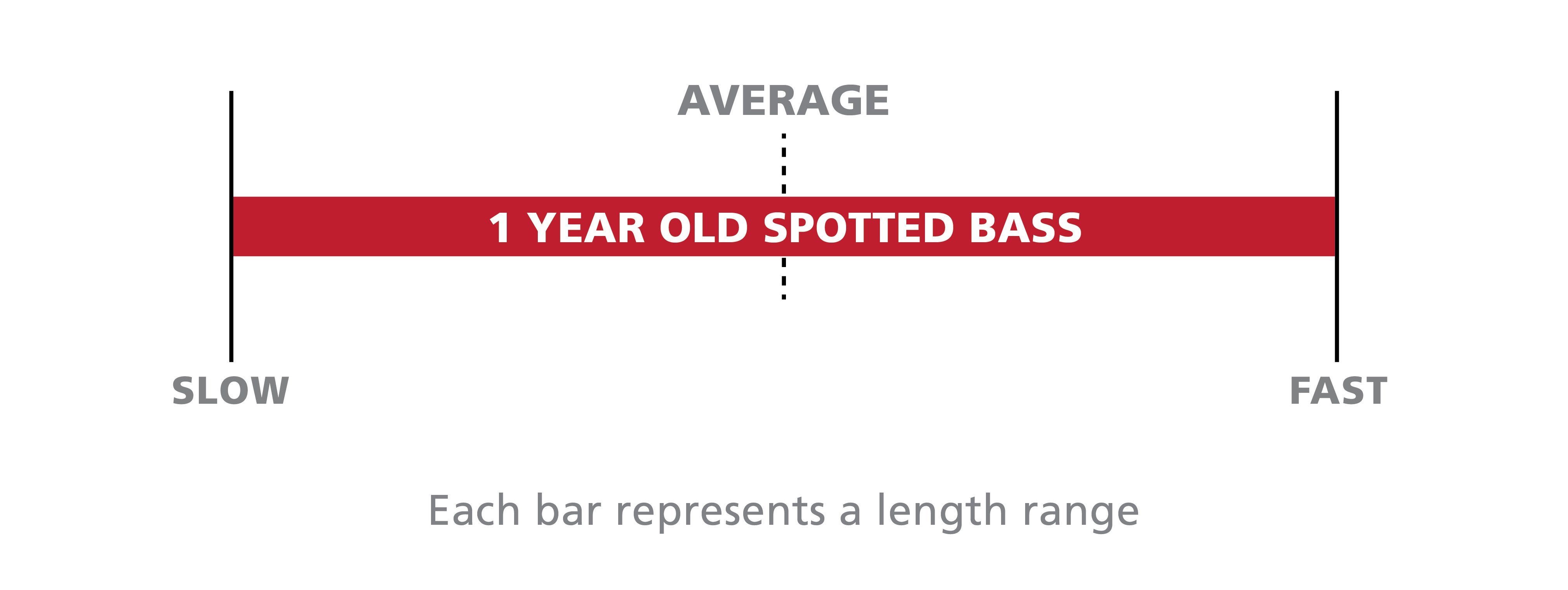 Bass Measurement 