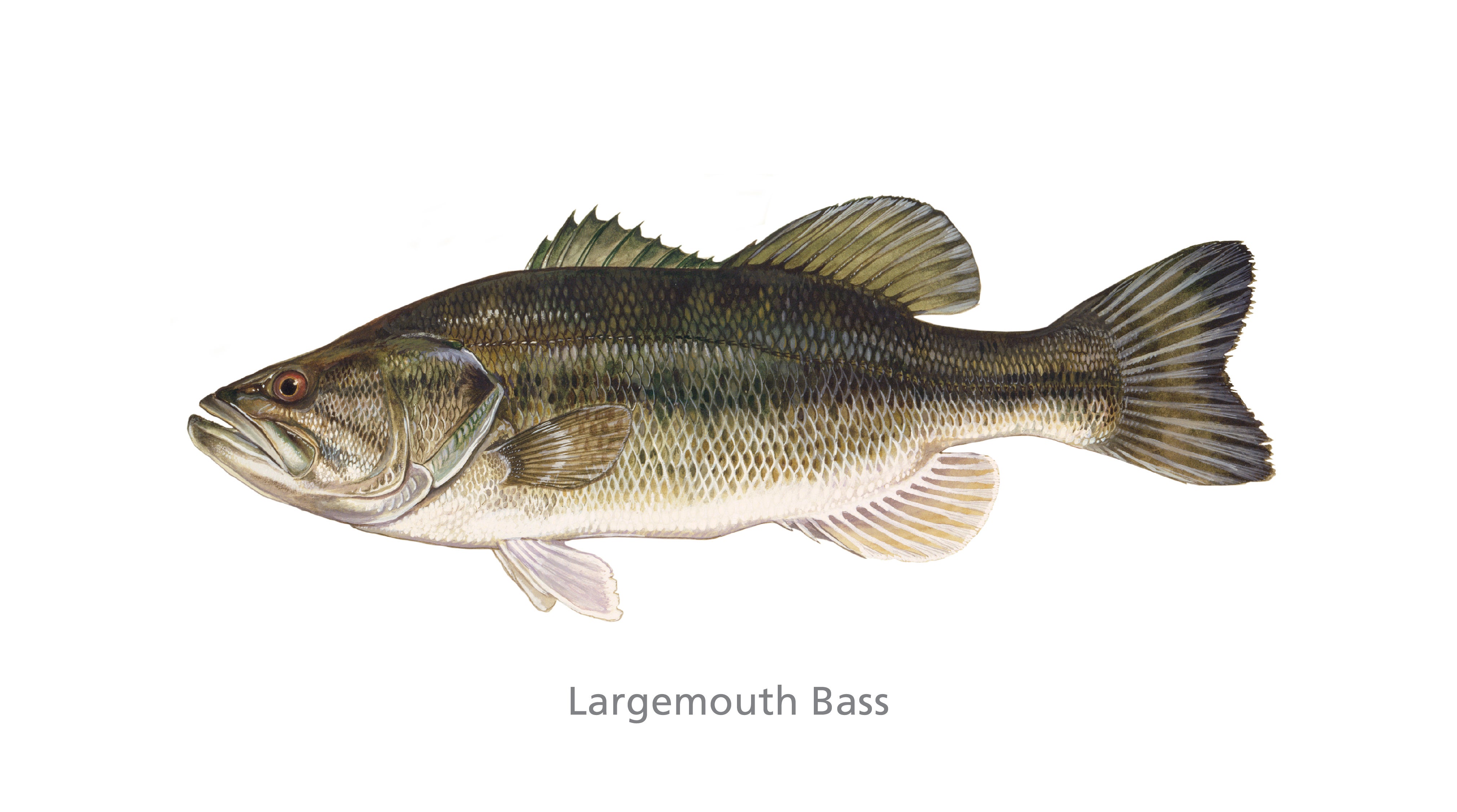 Largemouth Bass