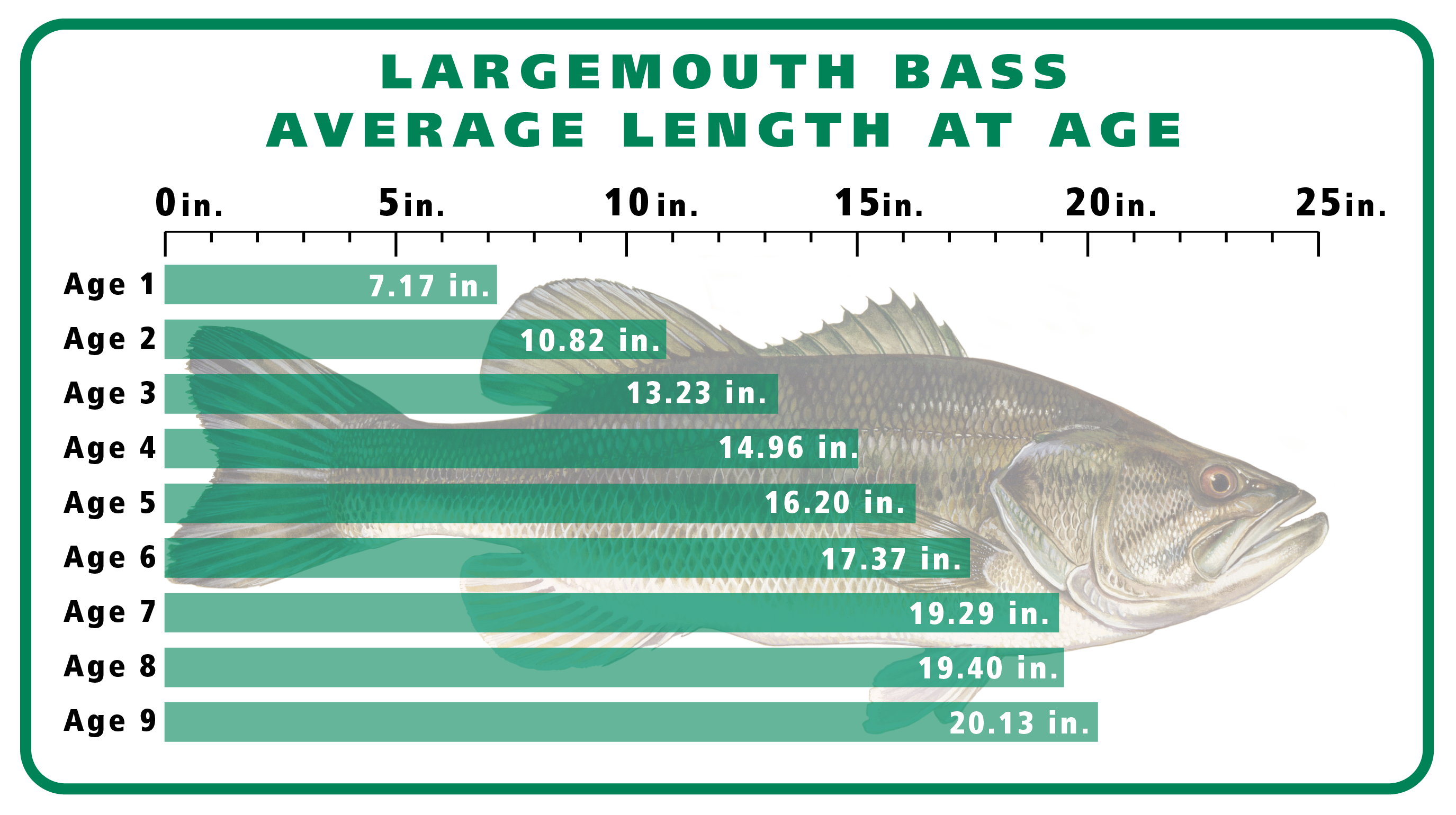 Largemouth Bass Length at Age