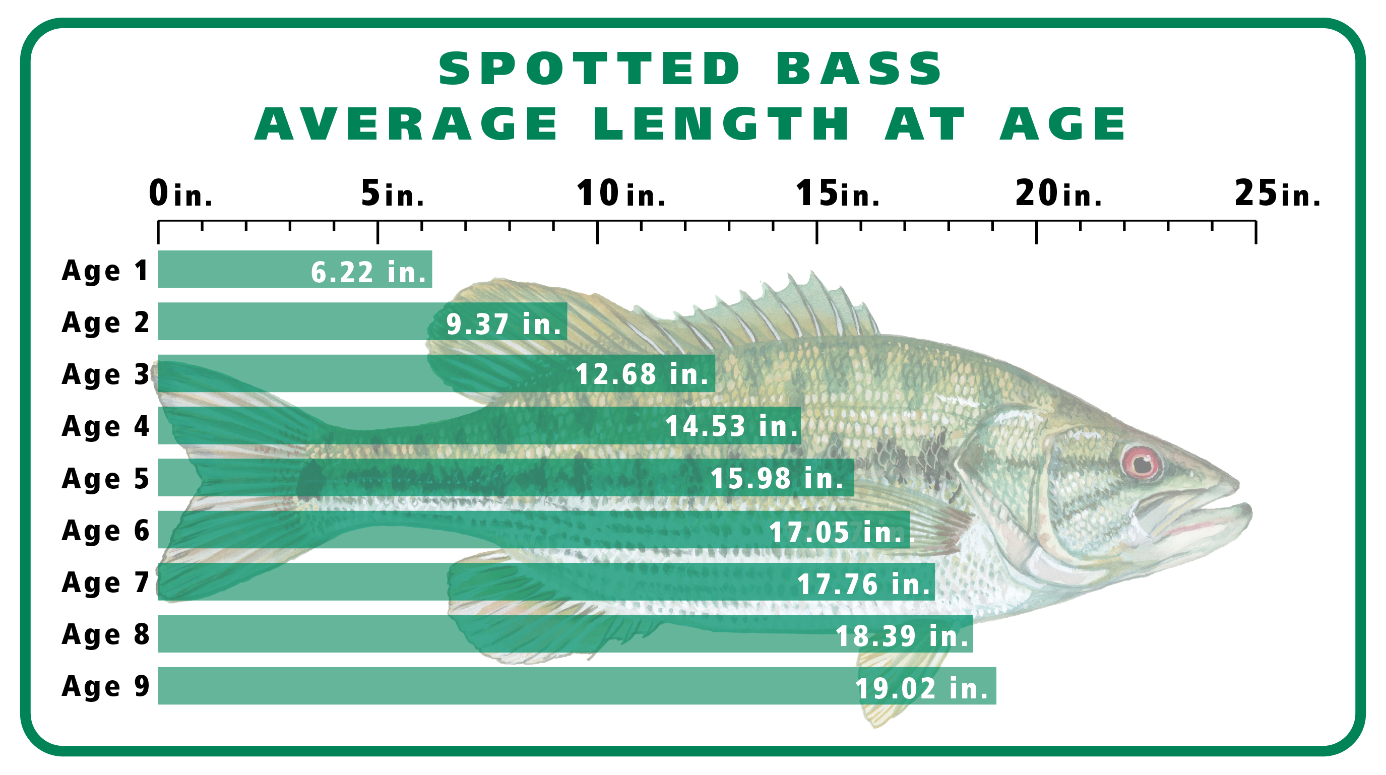 Spotted Bass Length at Age