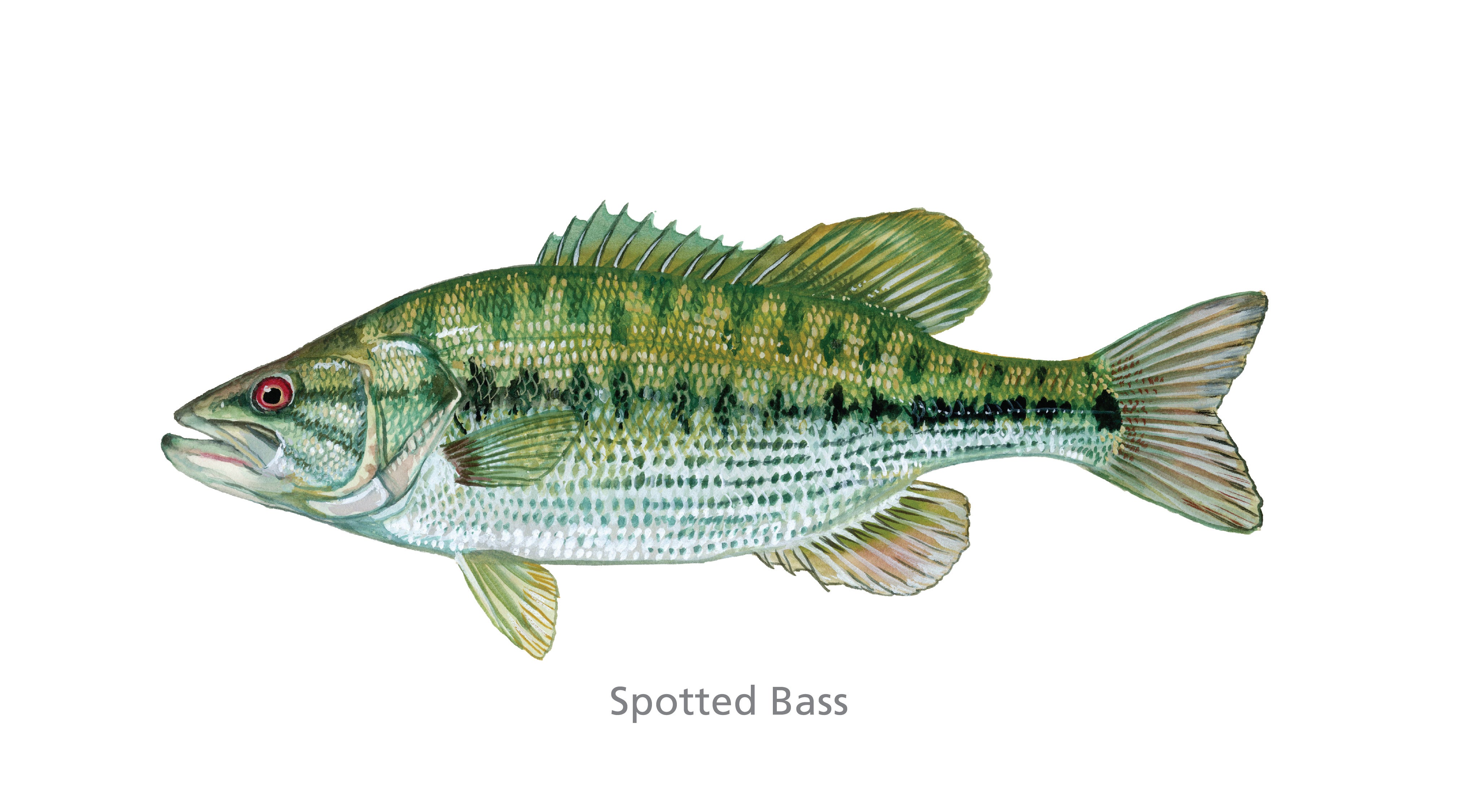 Spotted Bass