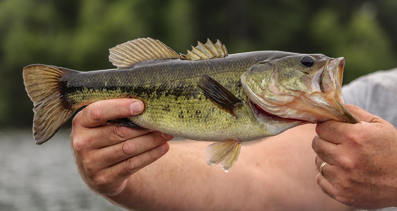 Age of Bass  Outdoor Alabama