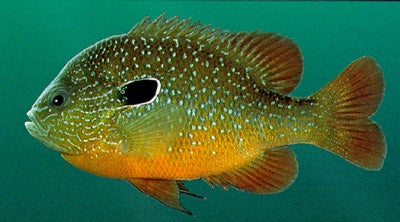 Longear Sunfish  Outdoor Alabama