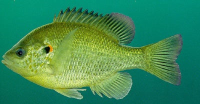 Redear Sunfish  Outdoor Alabama