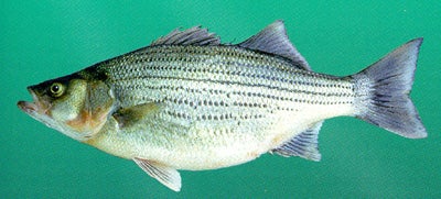 Hybrid Striped Bass