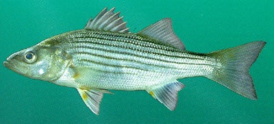 Striped Bass  Outdoor Alabama