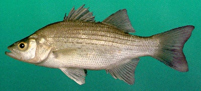 White Bass  Outdoor Alabama