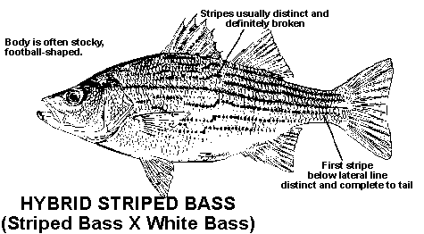 Striped Basses  Outdoor Alabama