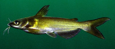 Channel Catfish  Outdoor Alabama