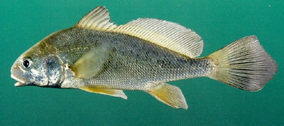 Freshwater Drum  Outdoor Alabama