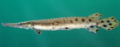 Spotted Gar | Outdoor Alabama