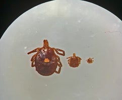 Lone Star ticks are common in Alabama and vary greatly in size depending on age.  Photo by Micaela Finney