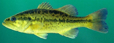 Largemouth Bass  Outdoor Alabama