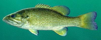 small mouth bass